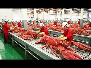 Inside the Giant Lobster Processing Factory (Full Process) | Secrets of the Billion-Dollar Seafood