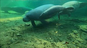 63K views · 3K reactions | We welcomed a new little manatee calf at...