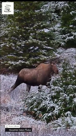 Moose Makes a Funny Sound in the Snow! #wildlife #moose #alaska
