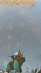 8.7K views · 135 reactions | How many salmon can you count  | Big boy fishing | Facebook