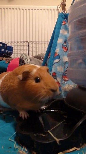 Adorable Guinea Pig Sneeze Compilation