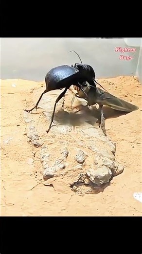 Giant Ground Beetle vs Water Bug | Epic Insects Battle! 🦂 #FightroBugs #BugBattle #InsectsFight