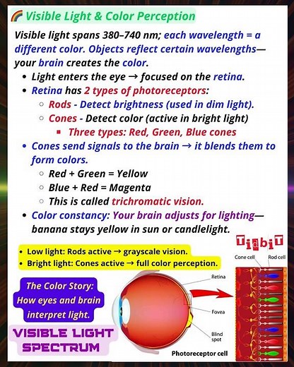 How eyes and brain interpret light#ColorPerception#Photoreceptors#VisibleLight#EMSpectrum
