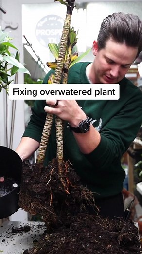 How to Fix Root Rot in Houseplants
