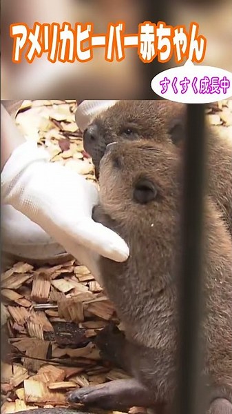 【ふわふわもふもふ】アメリカビーバー双子の赤ちゃん すくすく成長中！#姫路セントラルパーク #動物 #兵庫県 #shorts