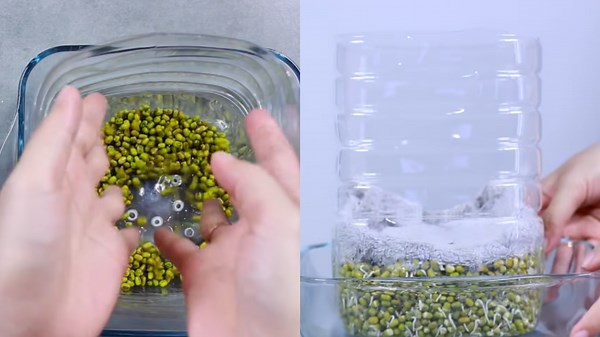 Smart Planting Hacks and Growing Tips for Kids