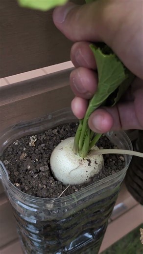 Home Gardening Hack! Growing Turnip in a Bottle 🥬💡#TurnipHarvest #shorts
