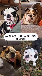 522K views · 6.2K reactions | 拾 UPDATE: Gwendolyn and Hulk have been...