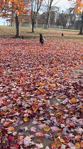 Running to the weekend 🍂🍂🍂🍁🍁🍁🍂🍂🍂🍁🍁🍁 | Fairfax Pines Labrador Retrievers
