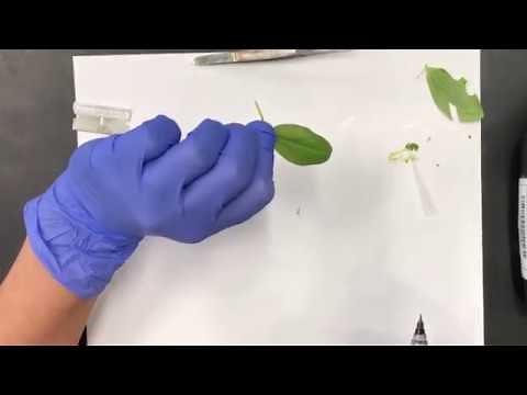 Preparing an Epidermal Peel - Stomata Lab