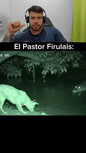 93K views · 3.6K reactions | ¡EL PERRO PASTOR ES REAL! | El Castro | Facebook