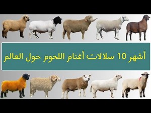 أشهر انواع سلالات الأغنام لإنتاج اللحوم حول العالم