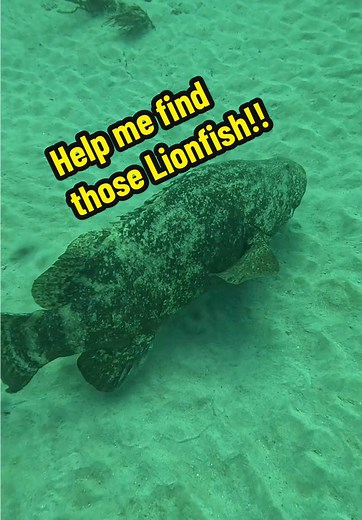 Hungry moray eels, one big old goliath grouper! This dive was chock full of adventure! Check it out Lion slayers! ##lionfishextermination##showusyourzk##lionfishguy##nonprofitorganization##floridaman##lionfishvideo##nature##discoverychannel##invasivespecies##cleaningtheocean##lionfish##gopro##plasticocean@@Rachel Taub@@Alex Borsutzky@@Nathaniel Sorensen@@ZooKeeper@@Diveforcee