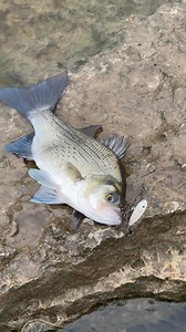 Some ultralight fun #fishing #topwater #ultralightfishing #fulltimefisherman | Full Time Fisherman