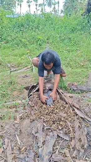 catching guinea fowl and their chicks #videoshort #nature