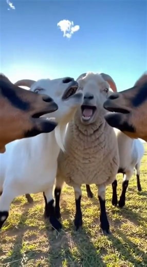 Epic Goat Yelling Match!