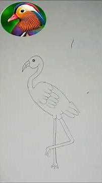 Bird drawing easy, easy bird drawing, bird drawing step by step, bird drawing techniques,
