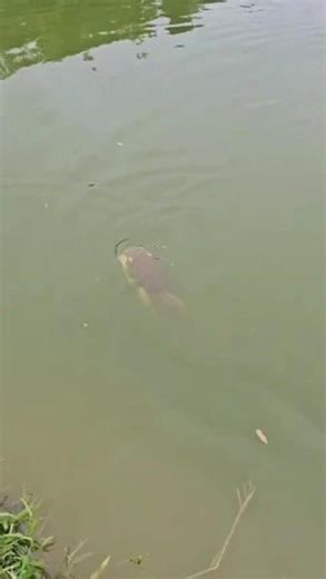 Aqui também tem Pira bruta #fishing #caminhoparaumavidamelhor #pesca #pescaria