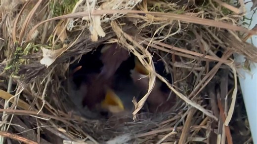Our little baby Carolina wrens are still safe and sound in their nest in our garage! It’s very difficult to see in this video but there are five tiny little babies in there. They were very disappointed that I was not their mother bringing them more food so I didn’t linger. 🤗💕 | Frog Song Farm Sanctuary