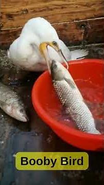 Giant Fish vs White Pelican: The Ultimate Swallow Challenge! 🐦🐟 #birds #goose #duck #fishing #nature