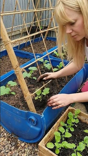 How to Build a DIY Bamboo Trellis for a Massive Cucumber Harvest 🎋