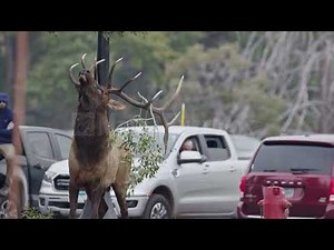 Stock Video - Angry Bull Elk shaking its head and bugling as it fights to get branch