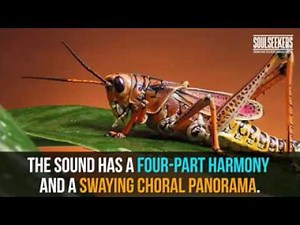 Cricket Symphony a Wonder of Nature