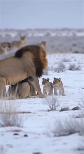 Wolf Encounter In Snow Ends With Male Lion Rescuing The Cubs