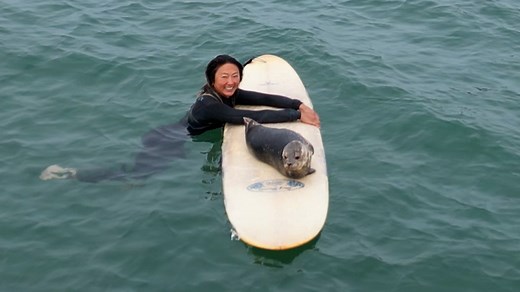 Surf's up! This cute baby seal catches a wave with the surfers. 🤙🦭 #usatodaypets | Ventura County Star