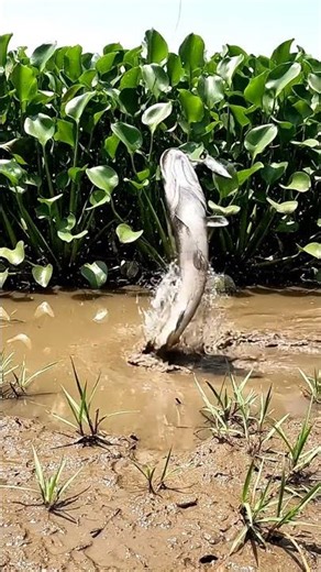 🔥 Amazing Traditional Fishing In Mud 32 2K - You Won't Believe This! ✨