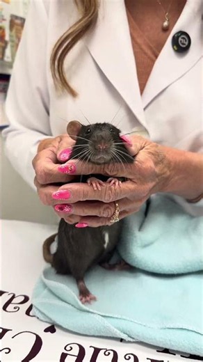 The Cutest Rat Enjoying Head Rubs at it’s Exam