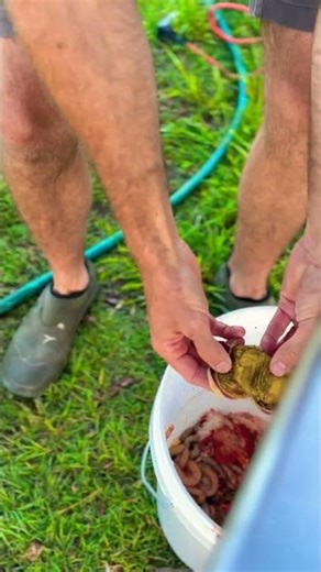 Easiest Way to Clean a Gizzard!