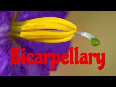 Solanaceae Family: Floral Characters, Habit, and Habitat | Botany Class 11/BSc