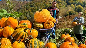 1.5M views · 52K reactions | Making pilaf inside a giant pumpkin that could set a world record that has grown in Azerbaijan! #azerbaijan #cookingathome #pumpkin | Faraway Village Family | Facebook