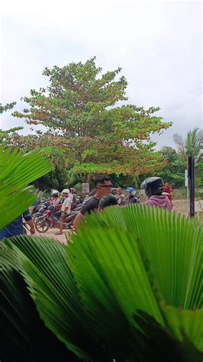 Penasaran ferlin shop (@ferlinzal)’s videos with suara asli - wong AE2 - WA template