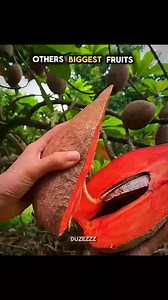 Other Parrot Human like Action vs The Last One ☠️ #ForYouOnFacebook #reelsdaily #viralvideoシ #fypviralシ #facebookreels #fypviral #fypageシ #zxycba #fyp #fbreels | Yusuf Kbc