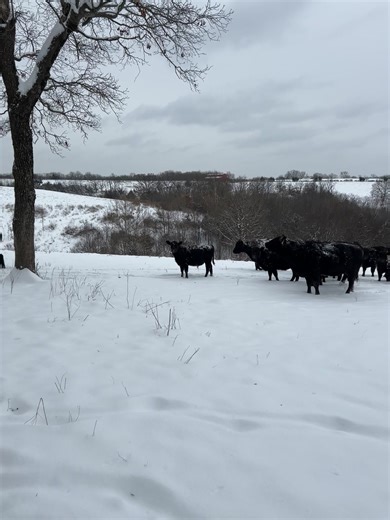 Luckily we only had about 6” of snow and no ice. Time to give the cows some hay in the feeders and roll one out on the ground to eat and lay on#cattle #farmlife #missouri#snow #fyp