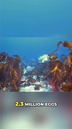 Cod Roe Secrets: Millions of Eggs in One Fish! #shorts