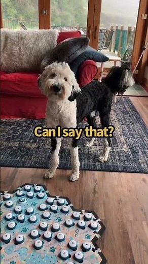 I guess 'small rain' works too 😂 #whataboutbunny #talkingdog #tbt
