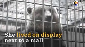 This bear spent 14 years trapped in a cage near a mall — just to entertain people. But rescuers broke her out, and now she gets to run and swim 🐻 💕 | The Dodo