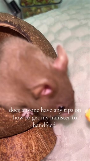 Tips for Hand-Feeding Your Hamster