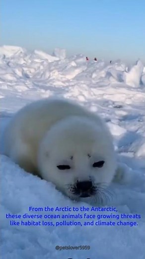 Seals: Meet the Earless Wonders of the Ocean! | Protect These Unique Sea Animals 🌊