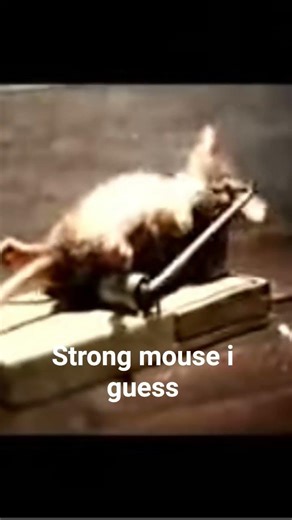 build diferent mouse