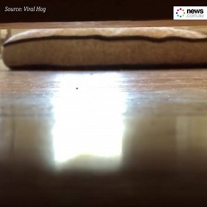 1.8M views · 19K reactions | This is what playing peek-a-boo with a cockatoo looks like  | News.com.au | Facebook