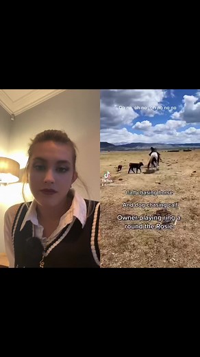 Calf Chasing Horses with Dog in Open Field