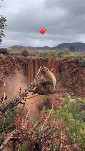 MOROCCO🇲🇦 on Instagram: "In Ozoud Valley, water learns how to sing. It falls from the cliffs in silver threads, echoing through olive trees and red earth. The river moves slowly, patient and ancient, carving stories into stone and soil, while mist rises like a quiet prayer. Here, nature breathes in harmony— green valleys, endless skies, and flowing light. Ozoud is not just a place, but a rhythm where the land speaks softly to the soul🇲🇦❤️ #morocco #travelphotography #ozoud❤️🇲🇦🇲🇦❤️🇲🇦🇲�