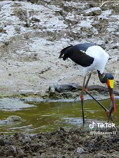 Discover the World's Tallest Stork: A Wildlife Exploration