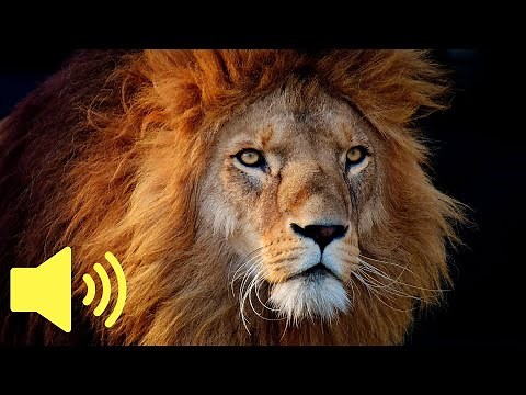 What does a Lion sound like? (Lion Roar Sound) - Animal Sounds