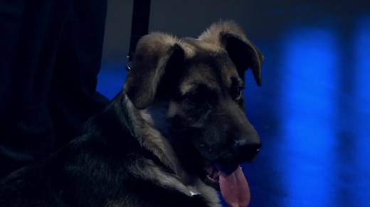 7.6K views · 73 reactions | April is Prevention of Cruelty to Animals Month. Here’s what you to need to know to help you identify an animal in need and what to do about it. | NBC Washington | Facebook