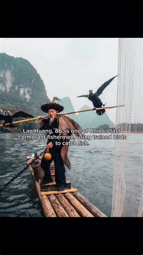 Heat on Instagram: "In southern China, 86-year-old Lao Huang practices a fading tradition. Cormorant fishing uses trained birds to dive underwater and catch fish for their handler. Once common on rivers across Asia, the practice is now largely a tourist spectacle. Lao Huang continues using bamboo rafts, lanterns, and ancient techniques. His birds, fitted with small neck rings, return with live fish to the boat. Photos of him have become a window into a centuries-old way of life. He stands as one